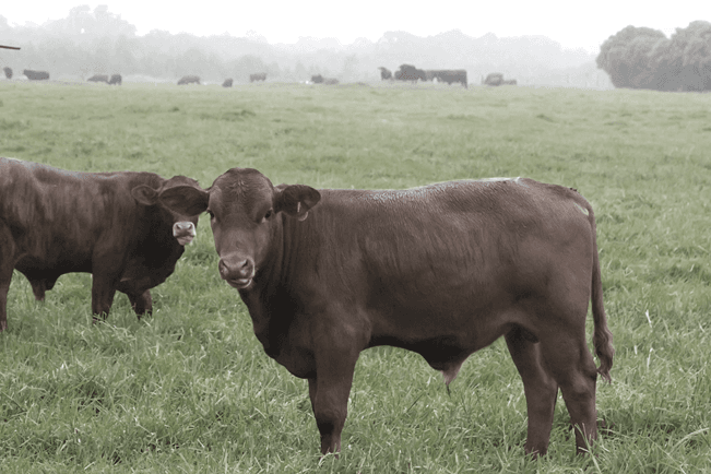 Assessing the economic impact of the South African beef genomics programme