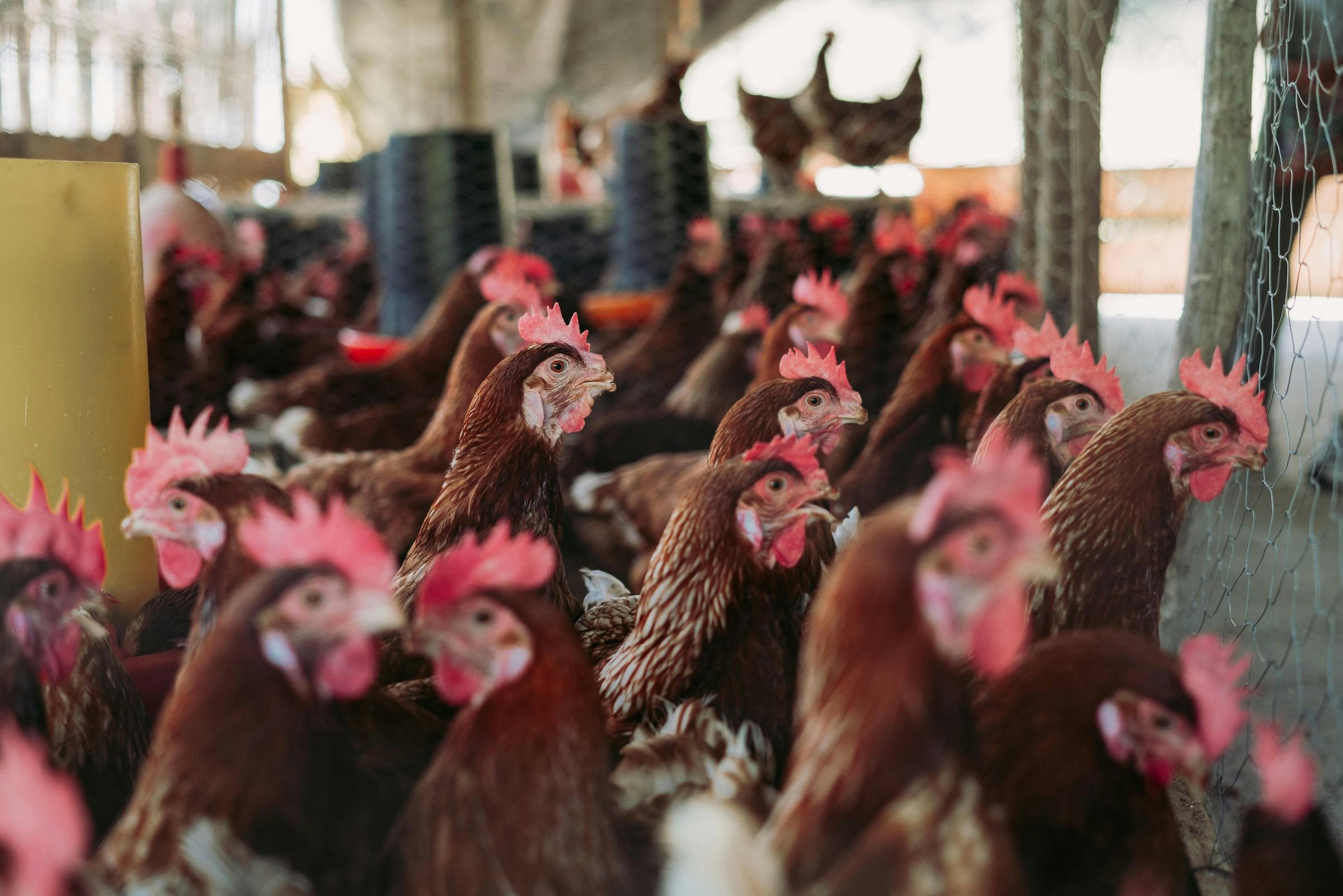 Assessing the impact of higher import duties on the South African broiler industry